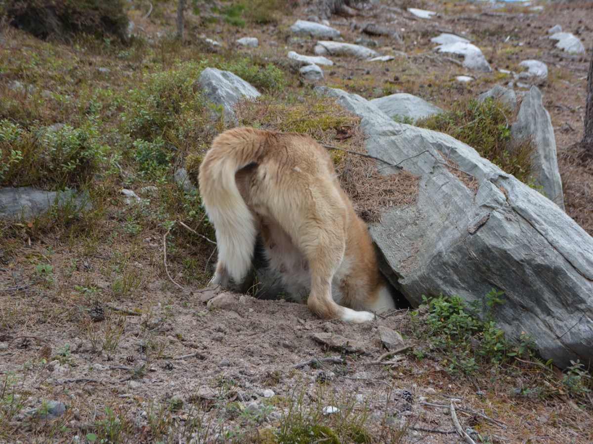 Føyke ser på&nbsp;alternativ