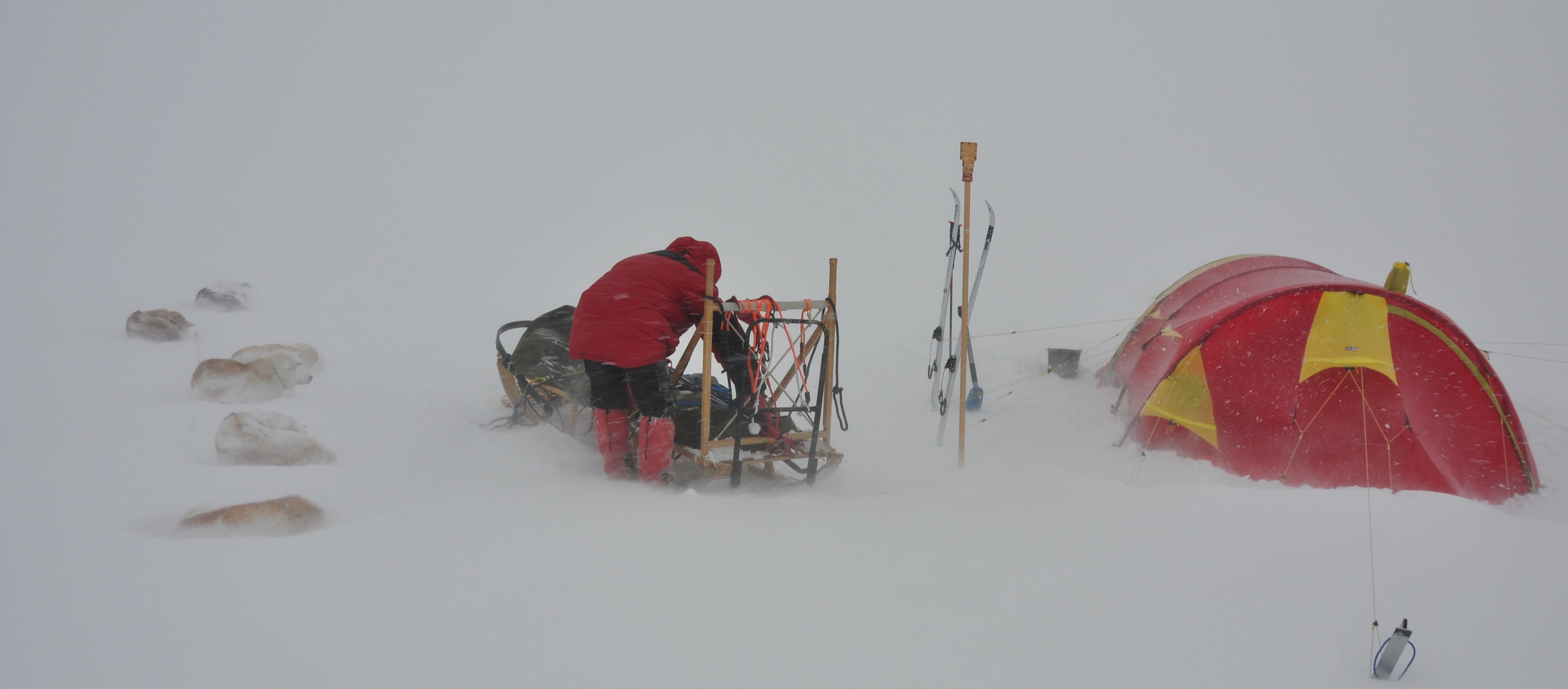 Grønlandshund, Sassendalen, Svalbard