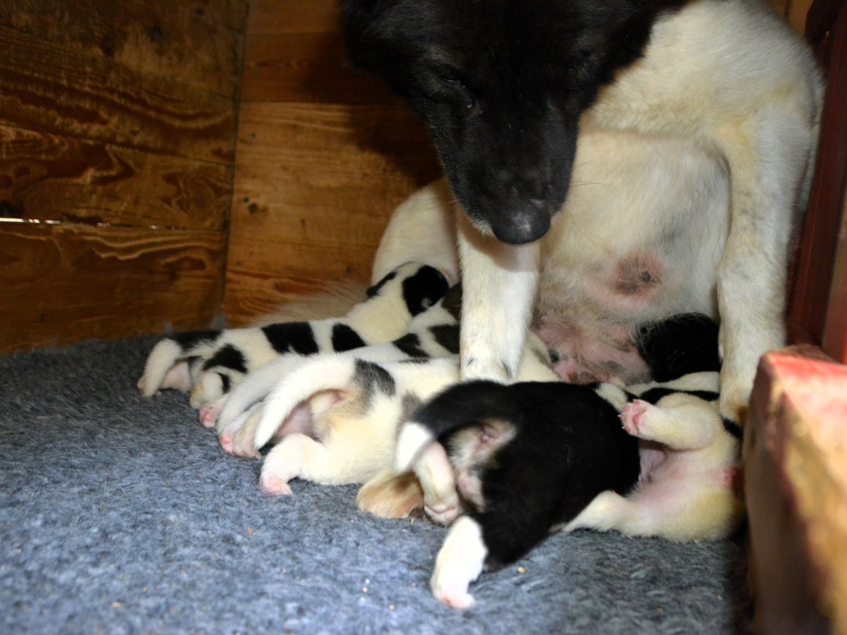 To uker gamle&nbsp;nå!