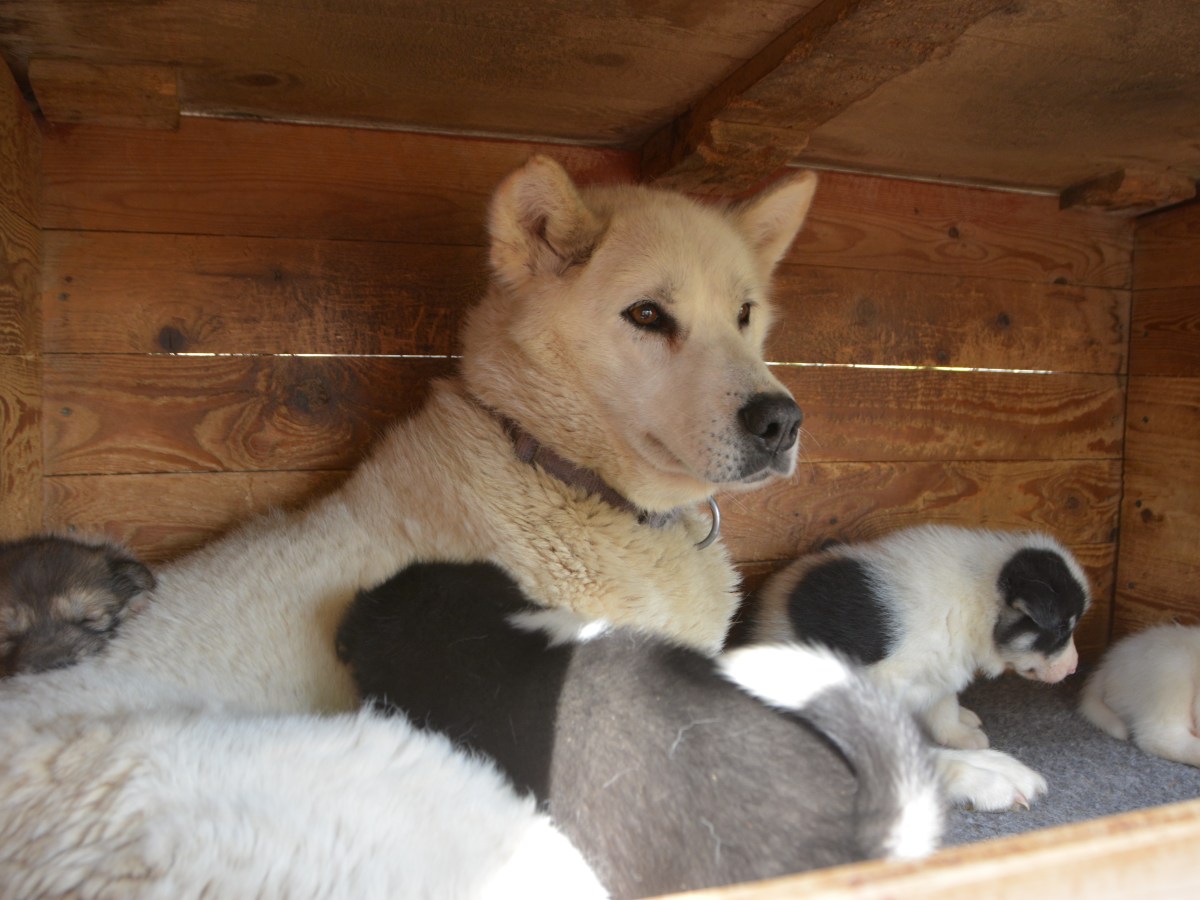 Bestemor som barnevakt